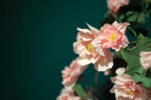 health benefits of rose hip tea