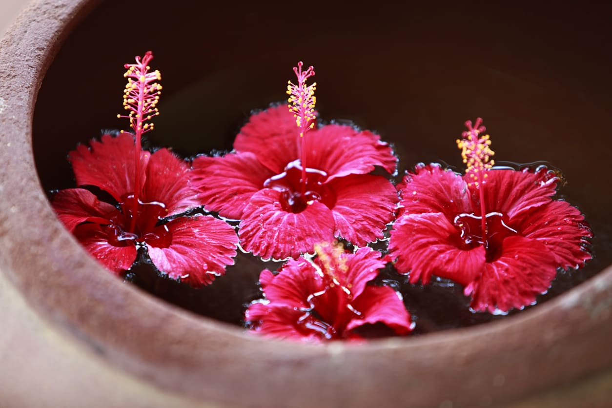Hibiscus flowers health