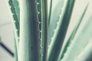 aloe vera health benefits
